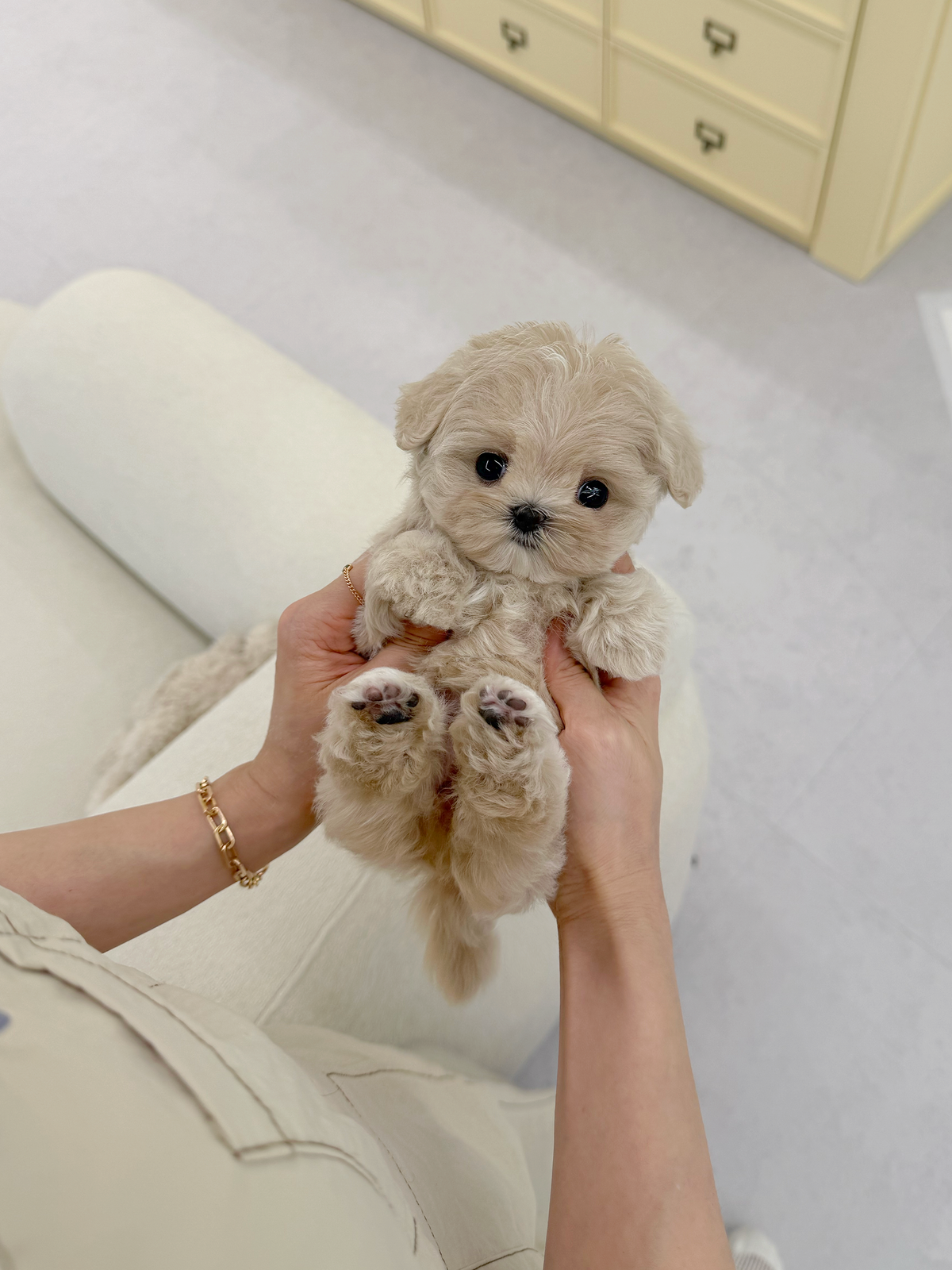 Maltipoo-Grace-F