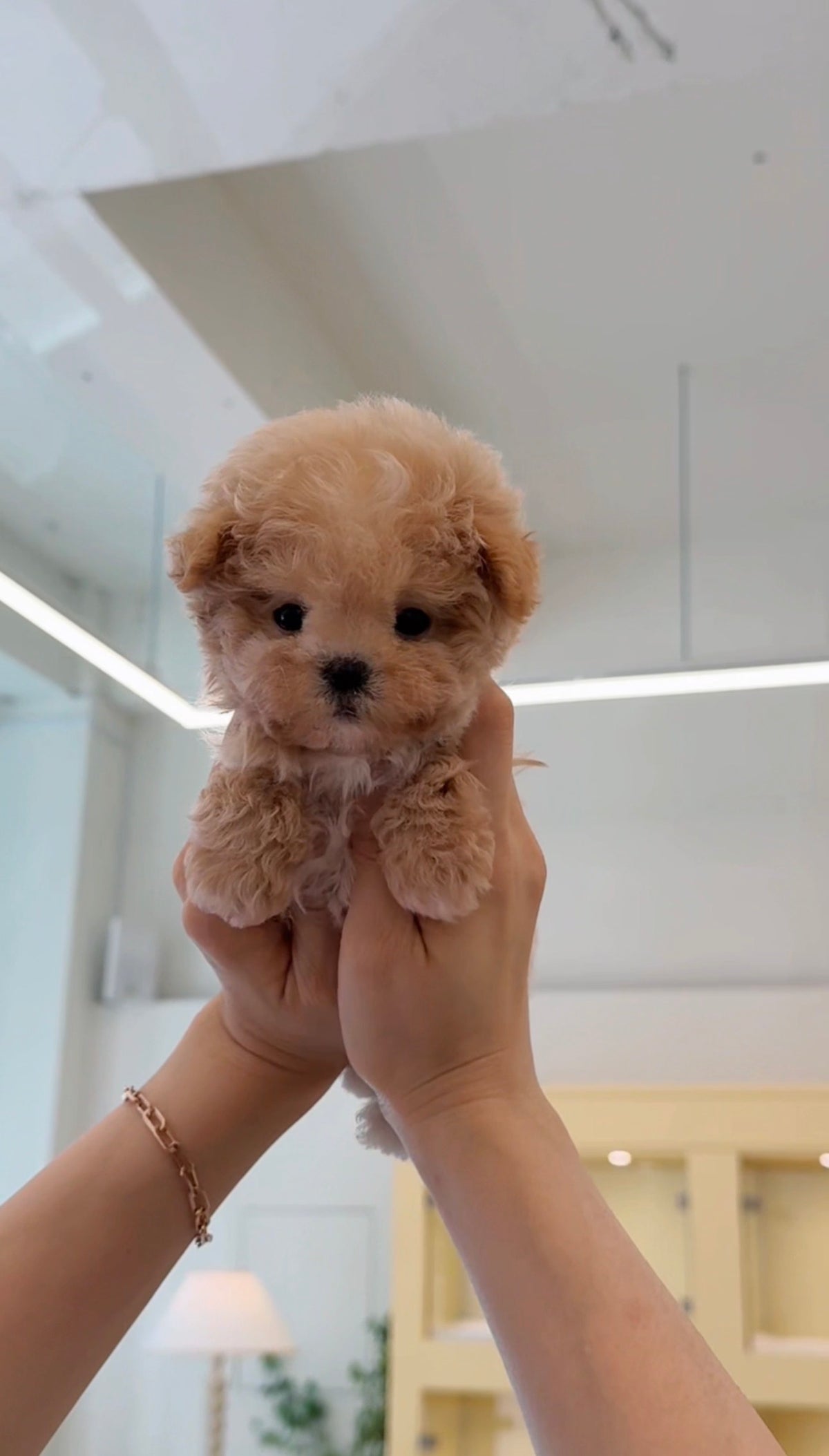 Maltipoo-William-M