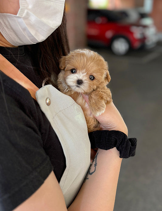 Maltepoo-Lita