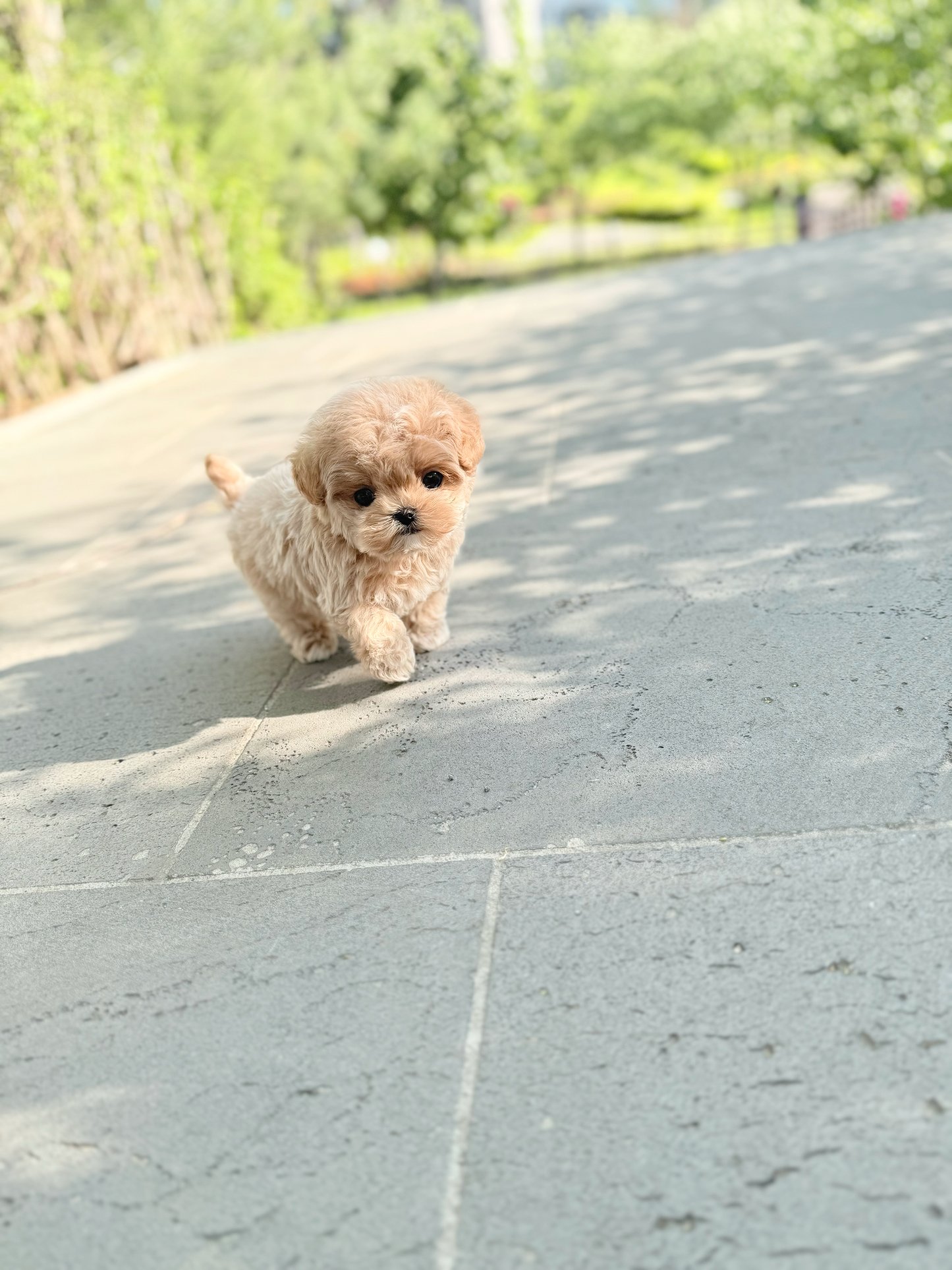Maltipoo-Pony