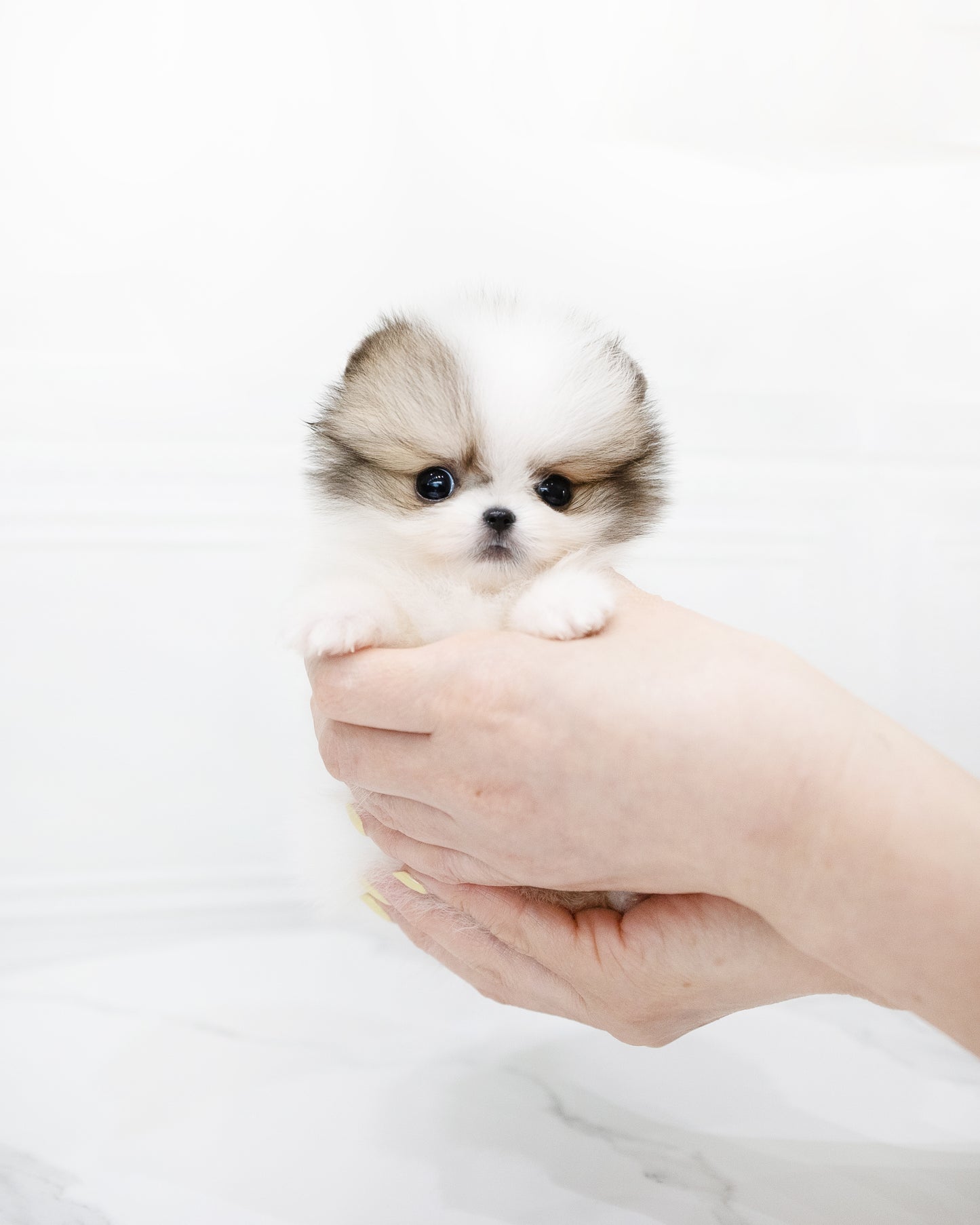 Pomeranian-Sam