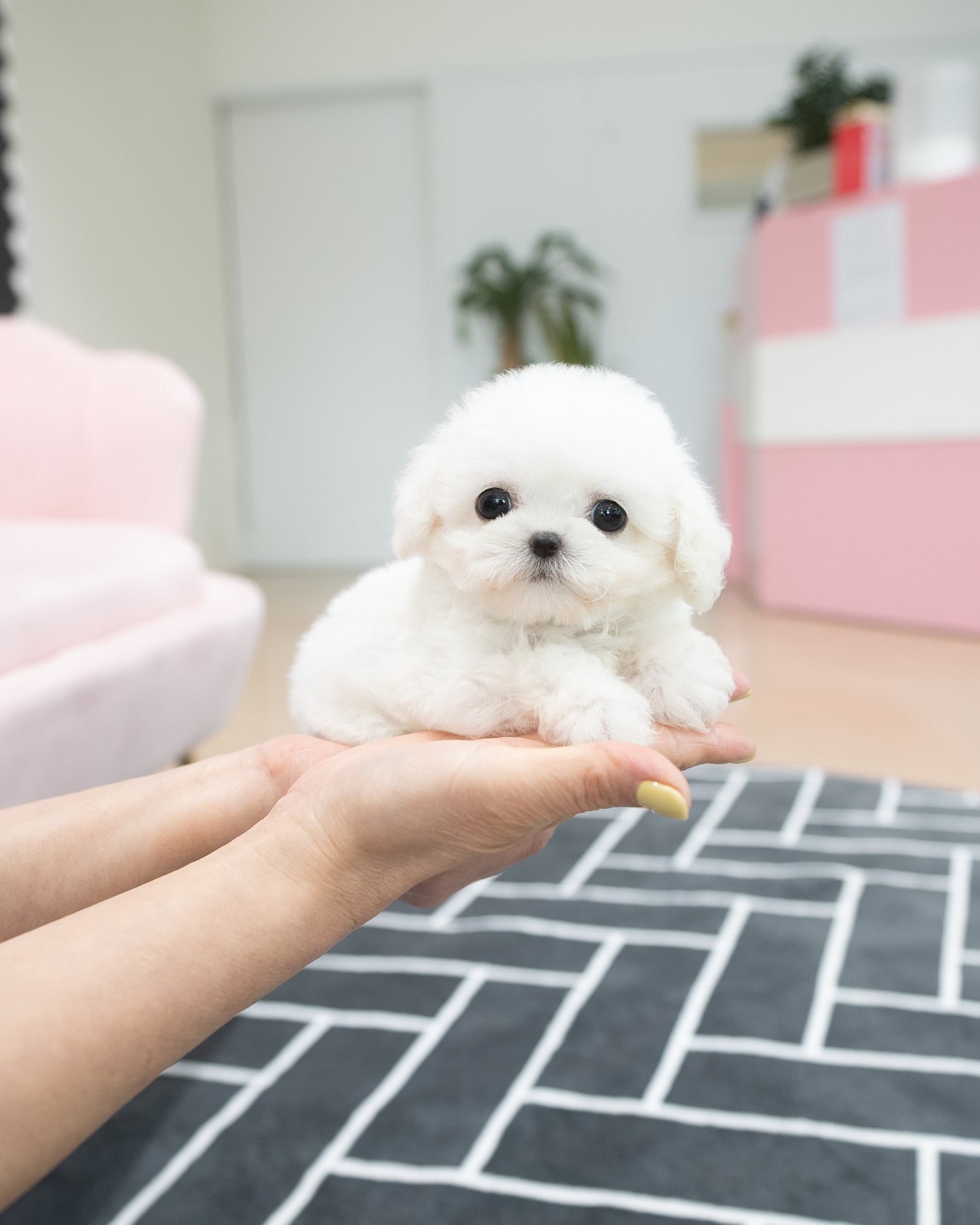 Bichon-Nini