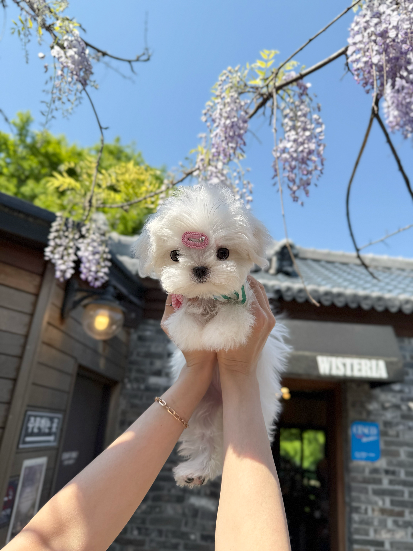 Maltese-Love