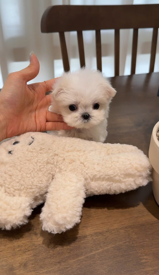 Maltese-Tiny