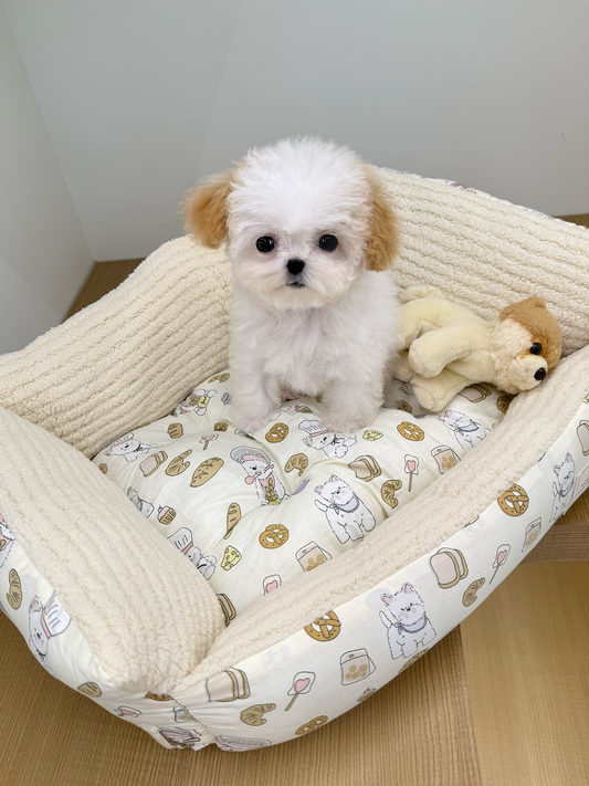 Maltipoo-Mandarin-F