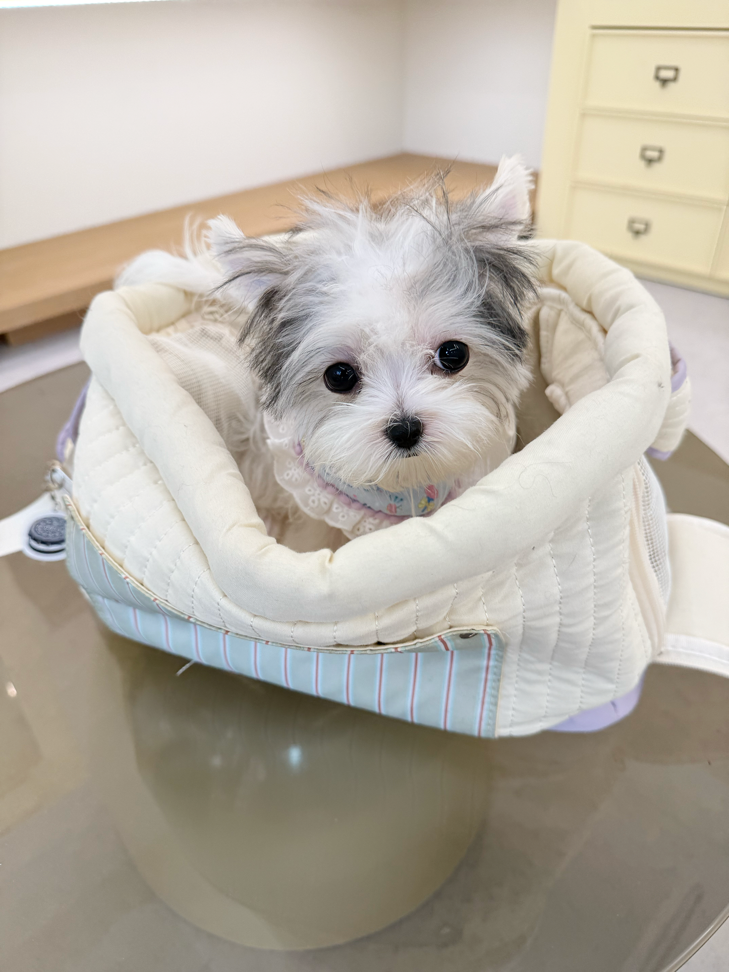 Morkie-Eblin-F