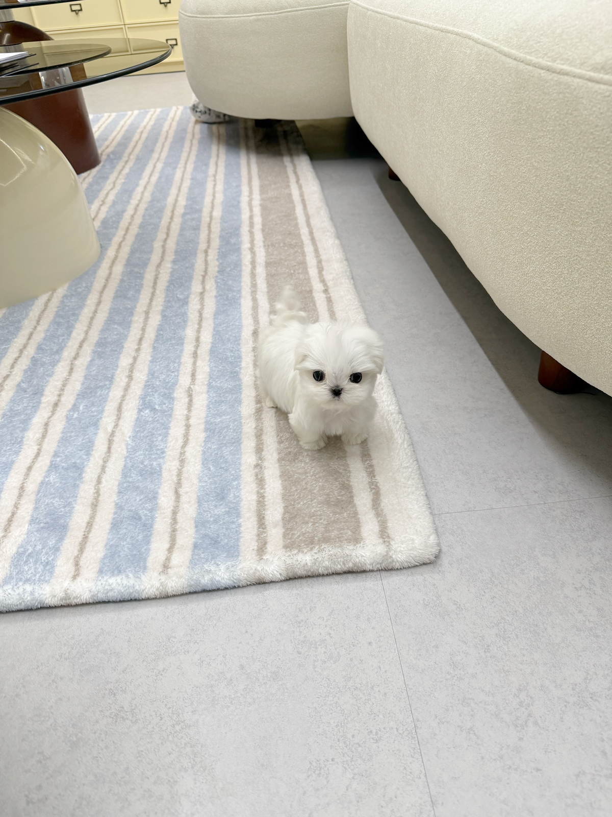 Maltese-Milo-M