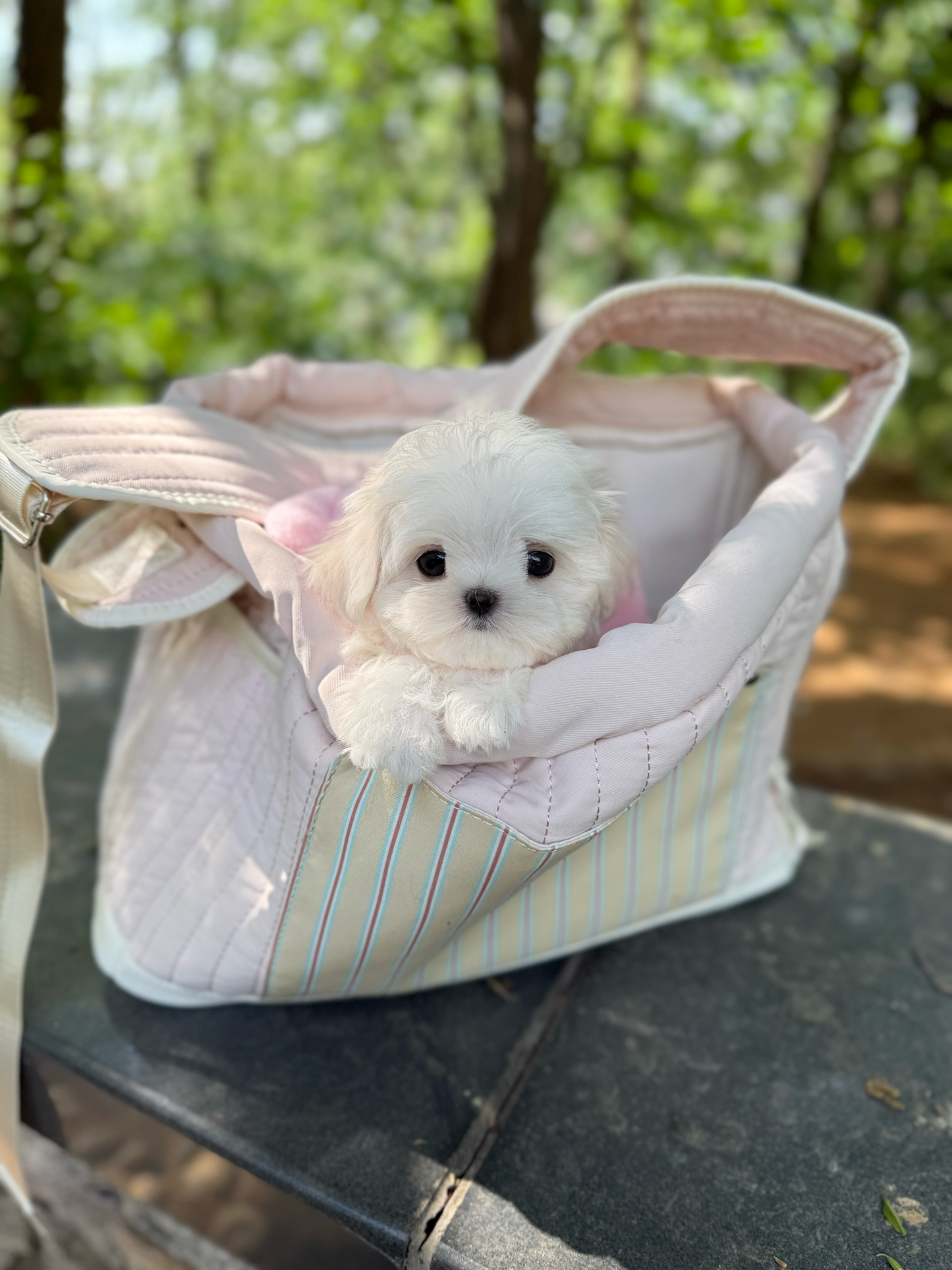 Maltese-Sisi
