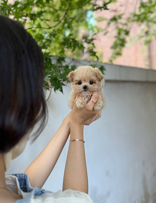 Maltepoo-Sora