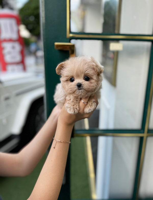 Maltepoo-Sora