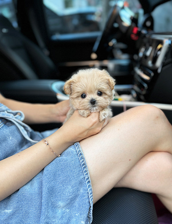 Maltepoo-Sora