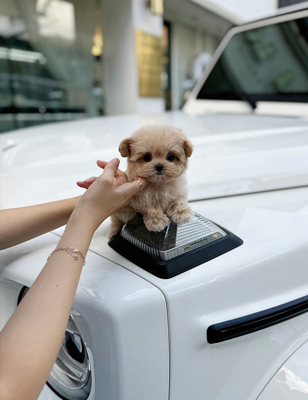 Maltepoo-Sora