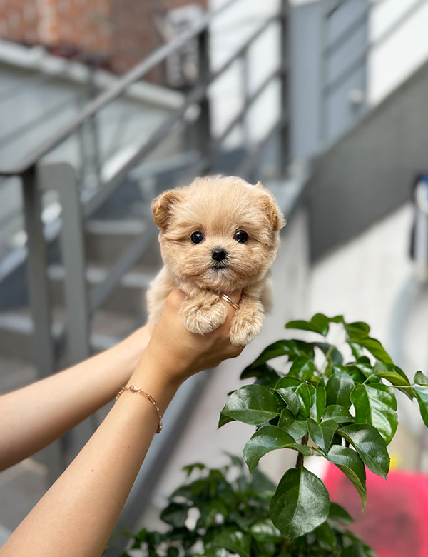 Maltepoo-Sora