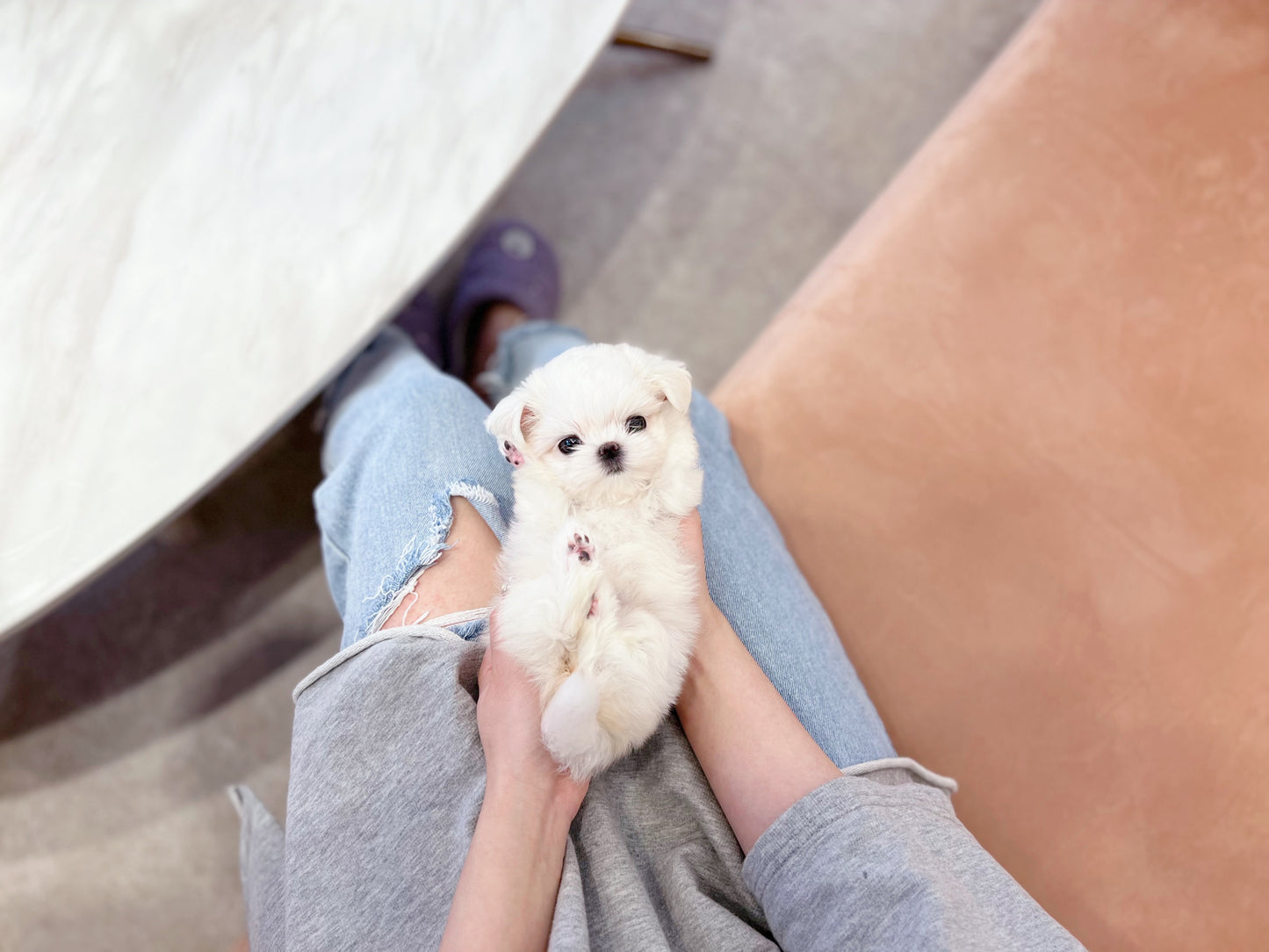 Maltese-Shirley