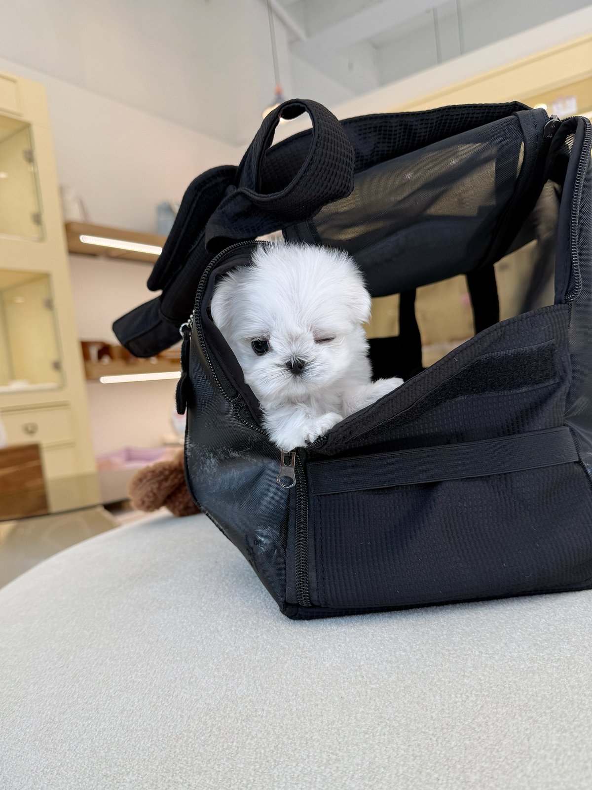 Maltese-Candy-F