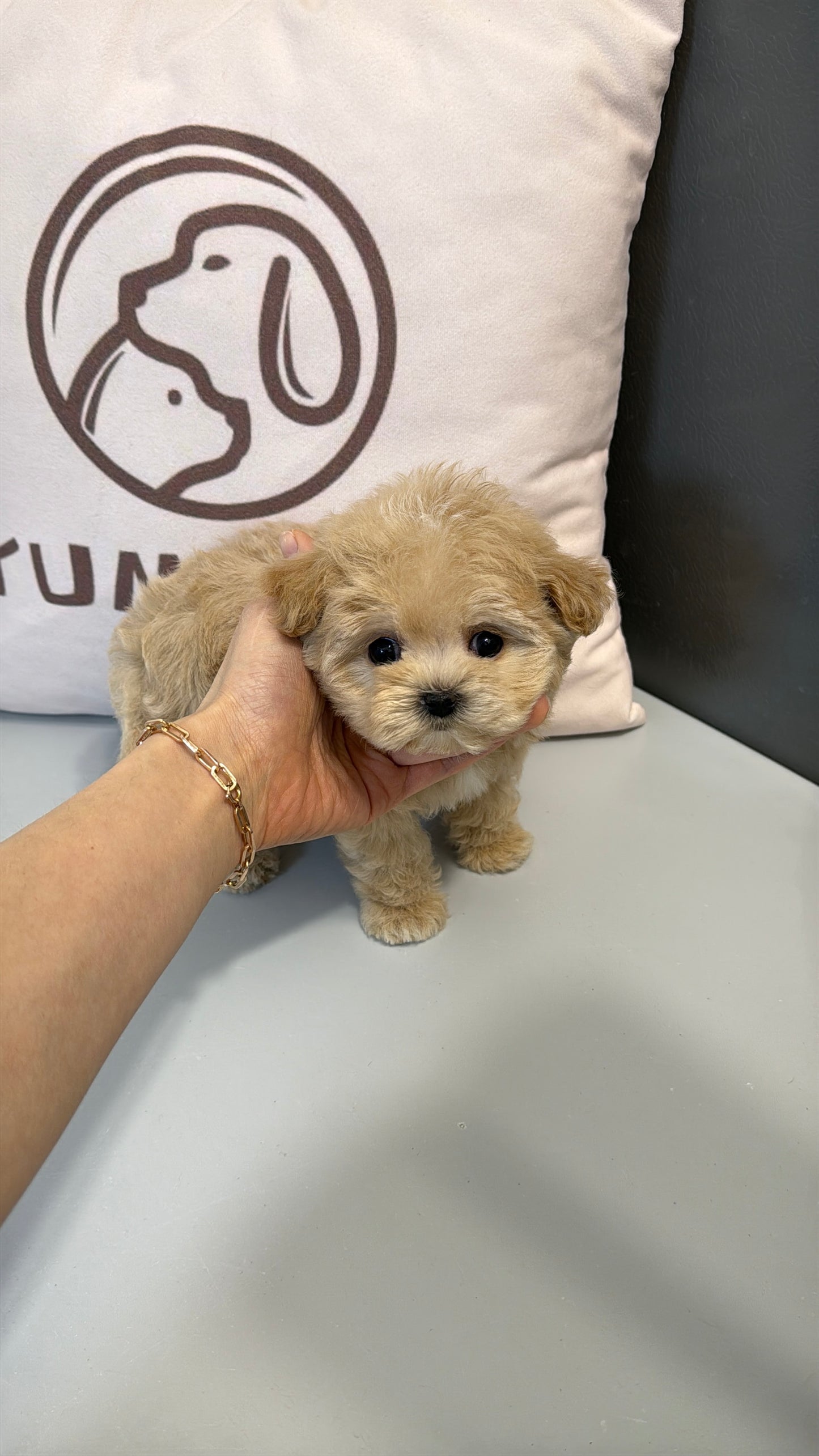 Maltipoo-Bonnie