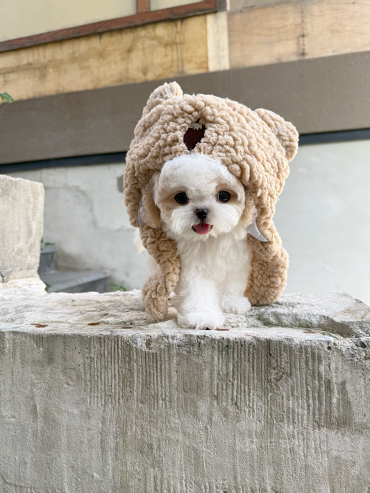 Maltipoo-Lottie
