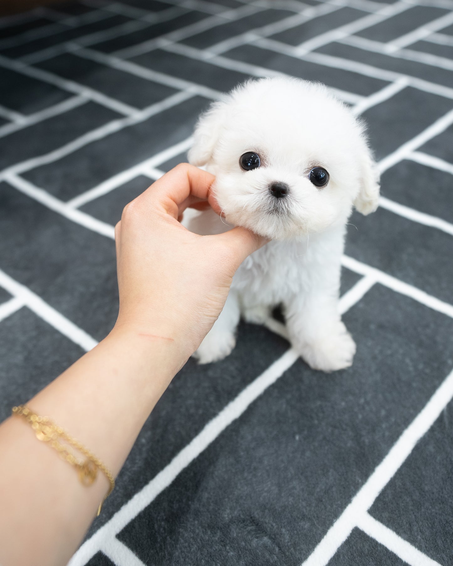 Bichon-Nini