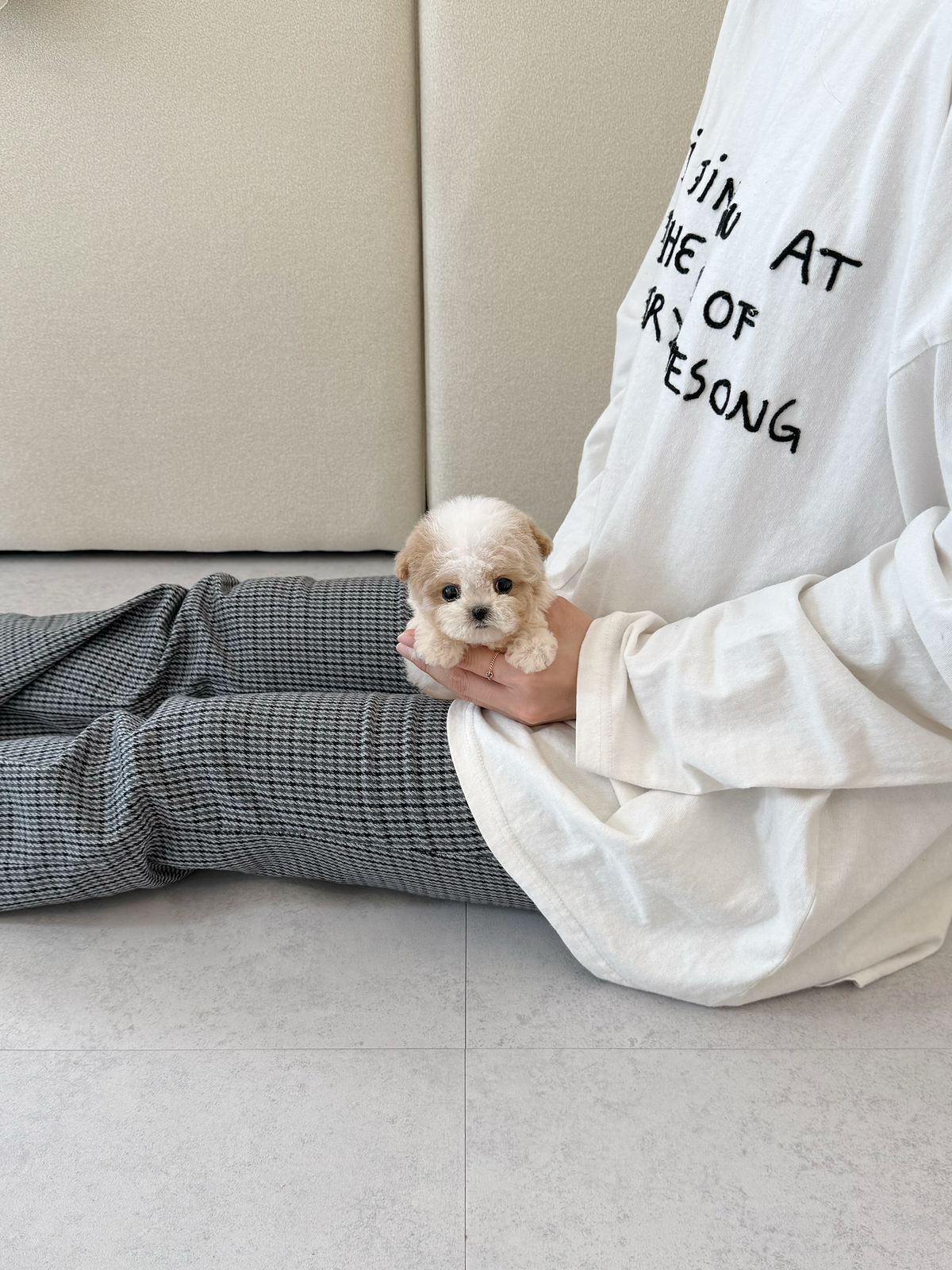 Maltipoo-Terry-M