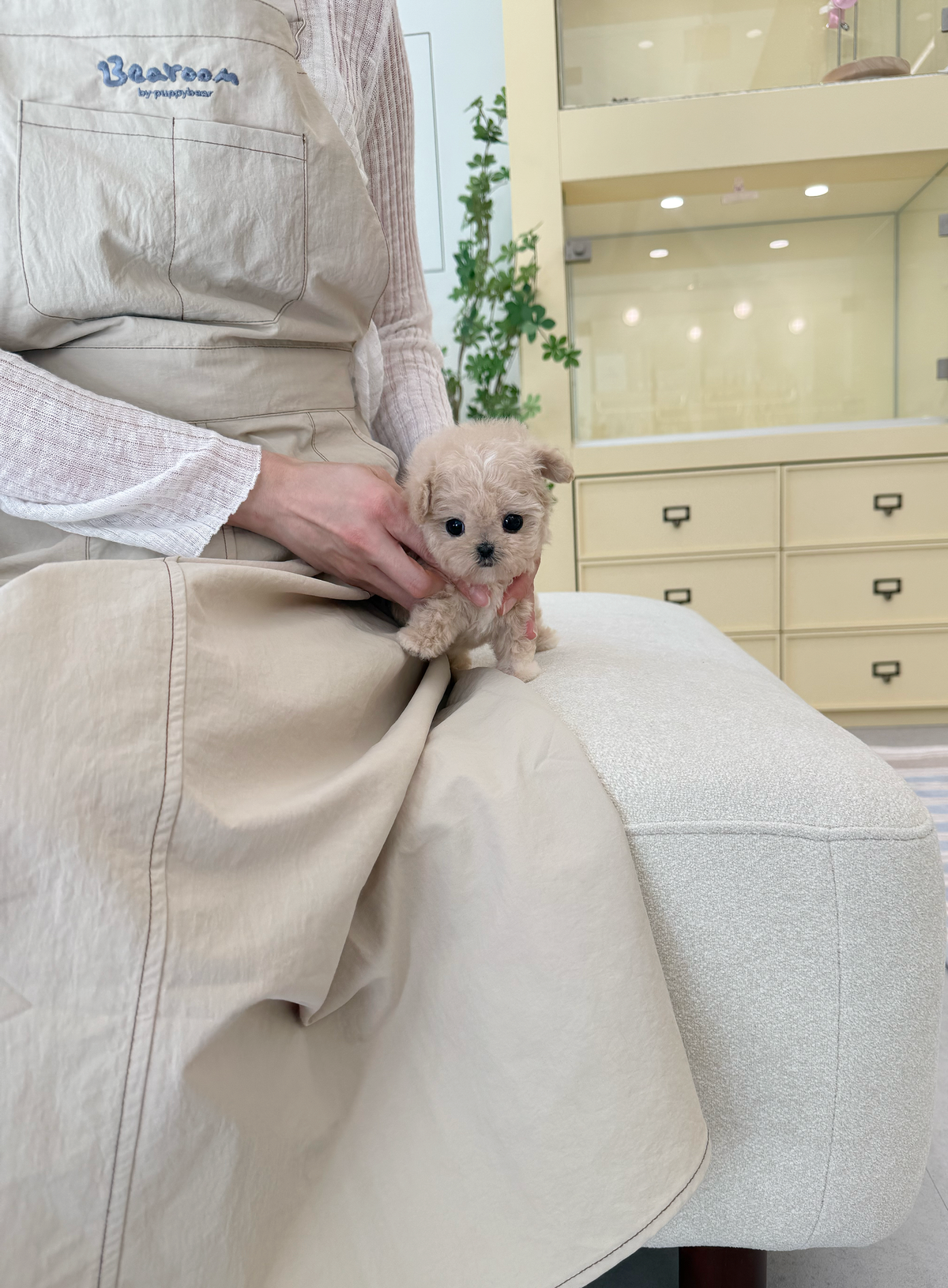 Maltipoo-Honey-F