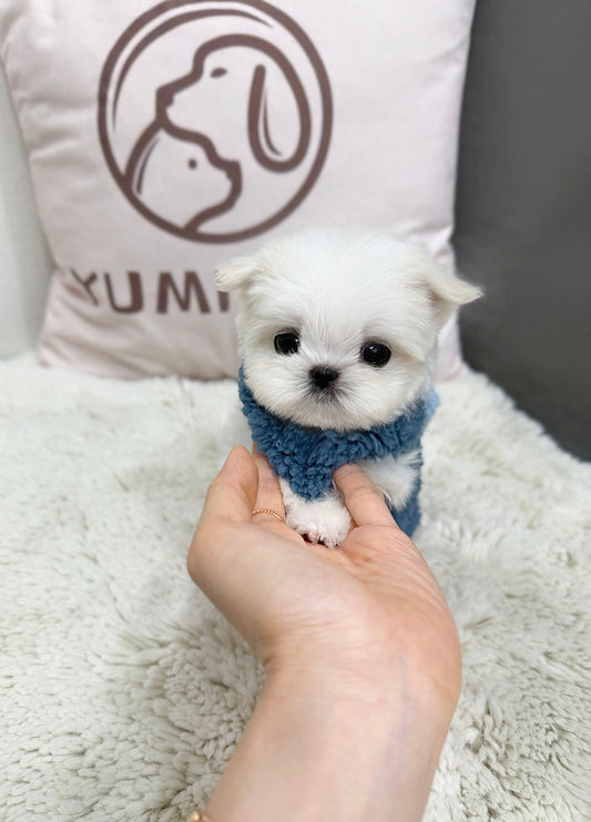 Maltese-Lei