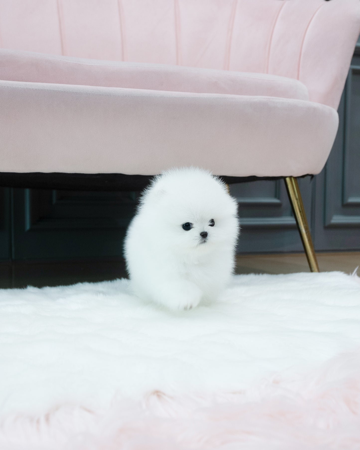 Pomeranian -Louie