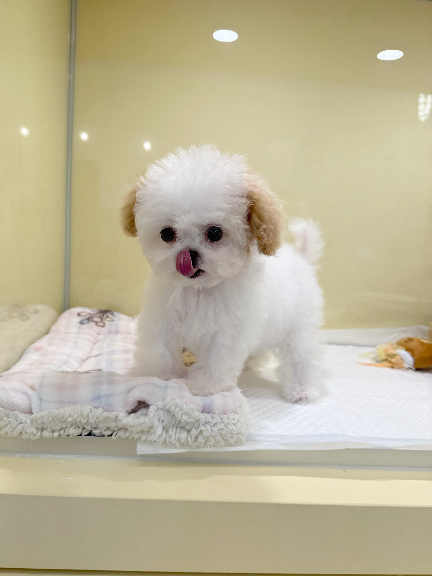 Maltipoo-Mandarin-F