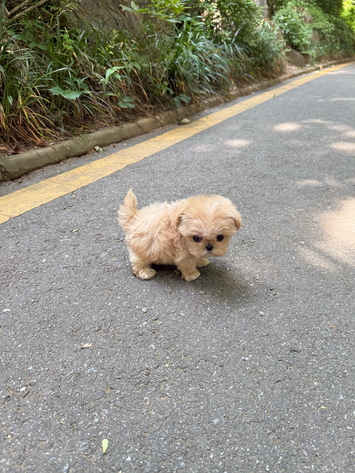 Maltese-Cinnamon