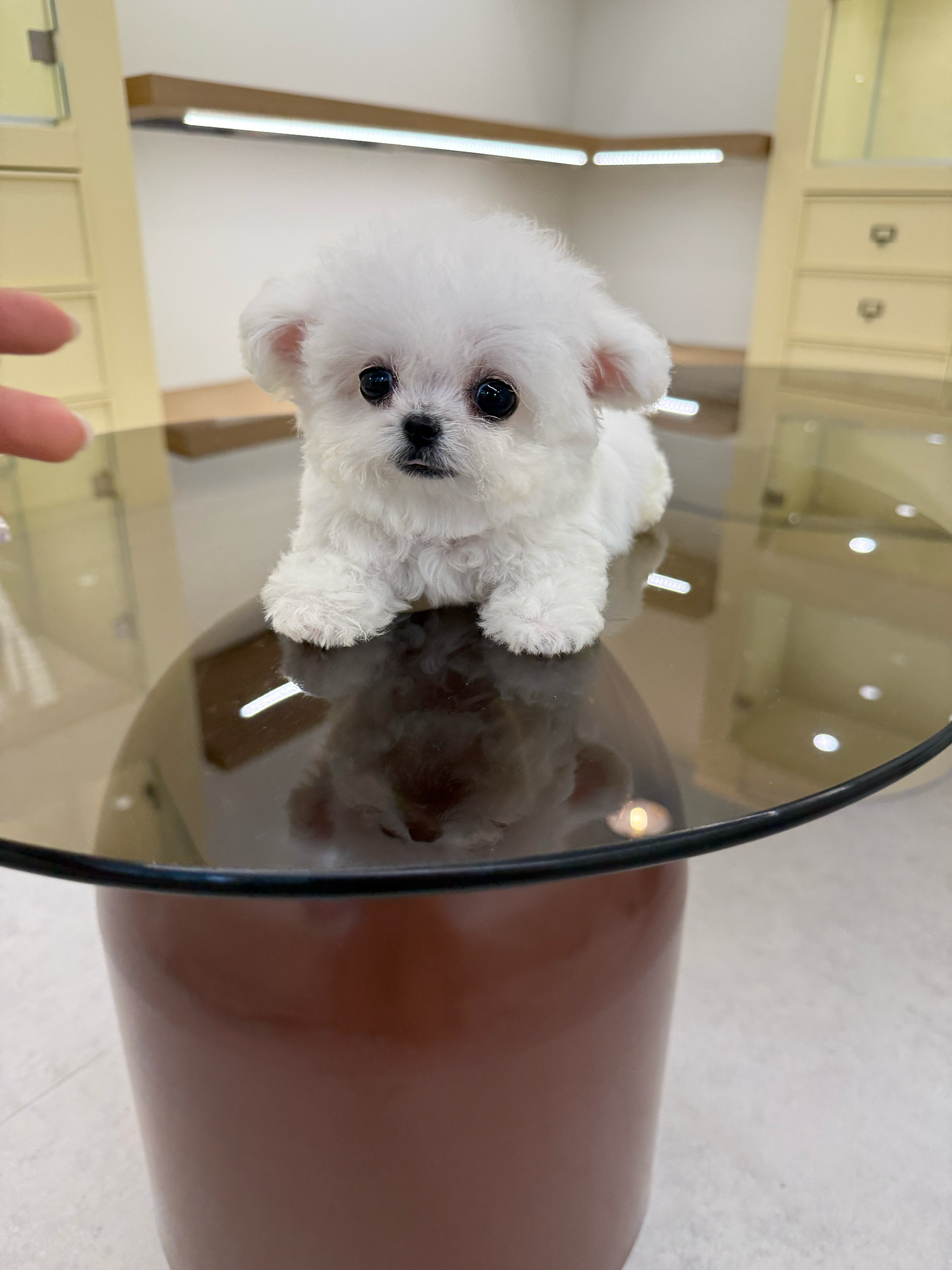Bichon-Luna