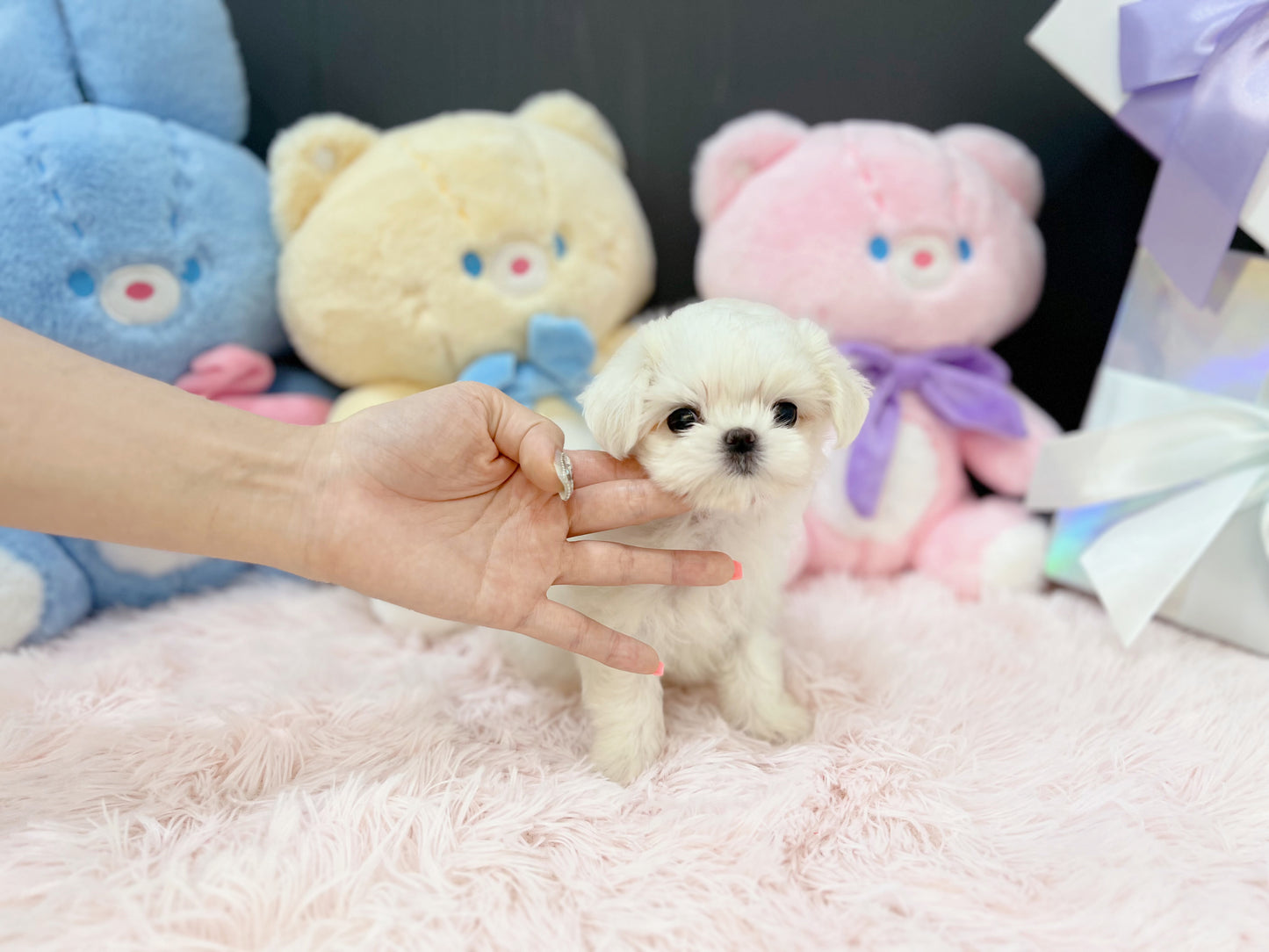 Maltese-Shirley