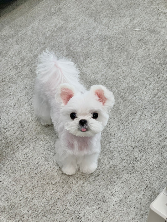 Maltese-Kara