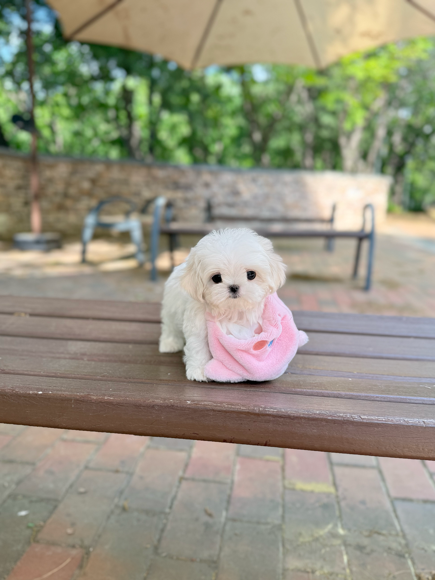 Maltese-Sisi