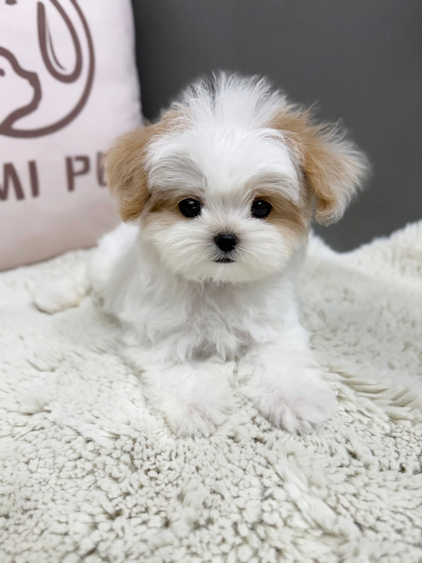 Maltipoo-Zoey