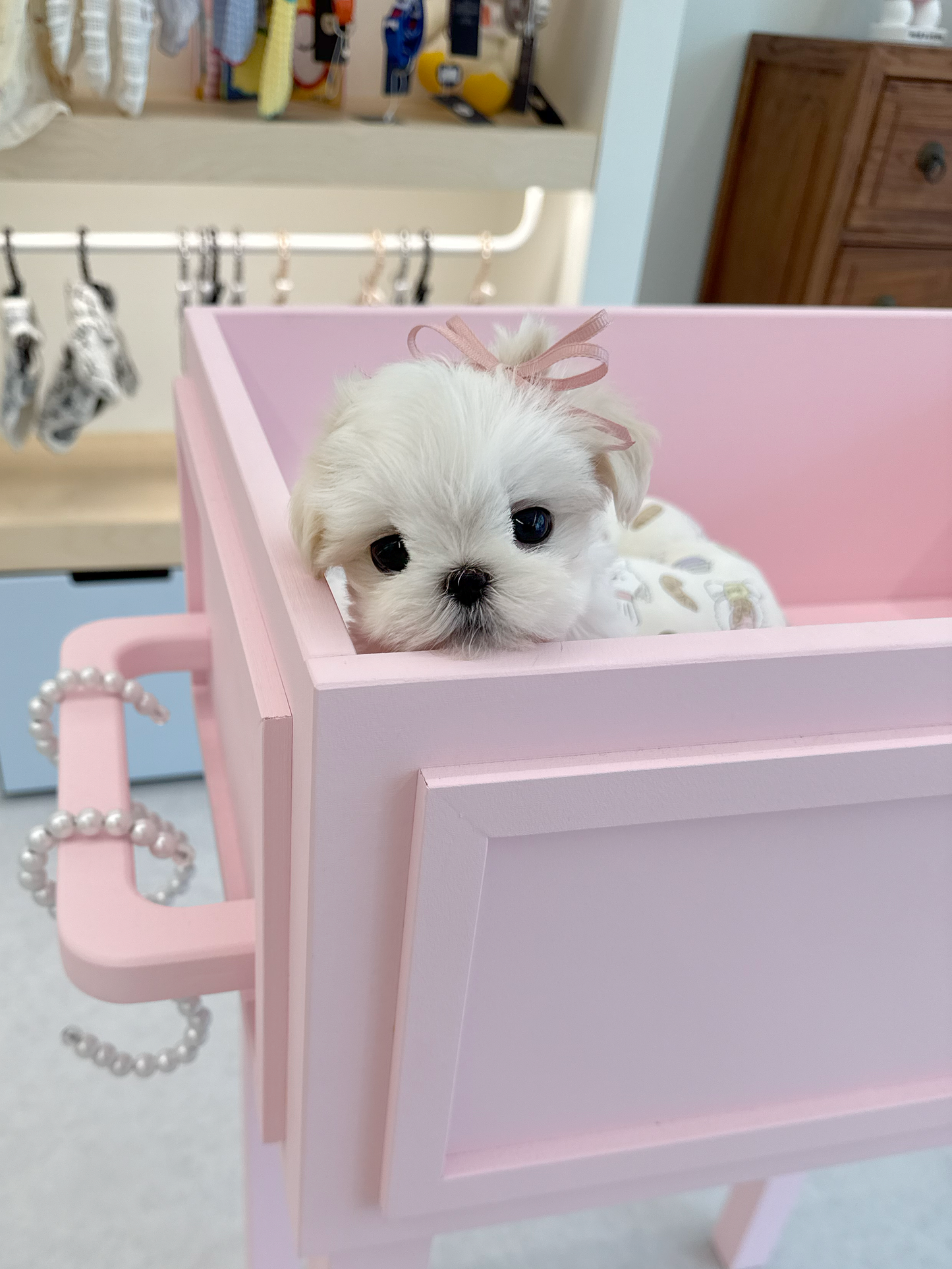 Maltese-Ellie-F