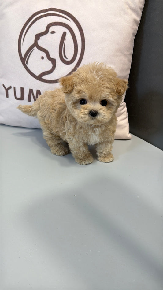 Maltipoo-Bonnie