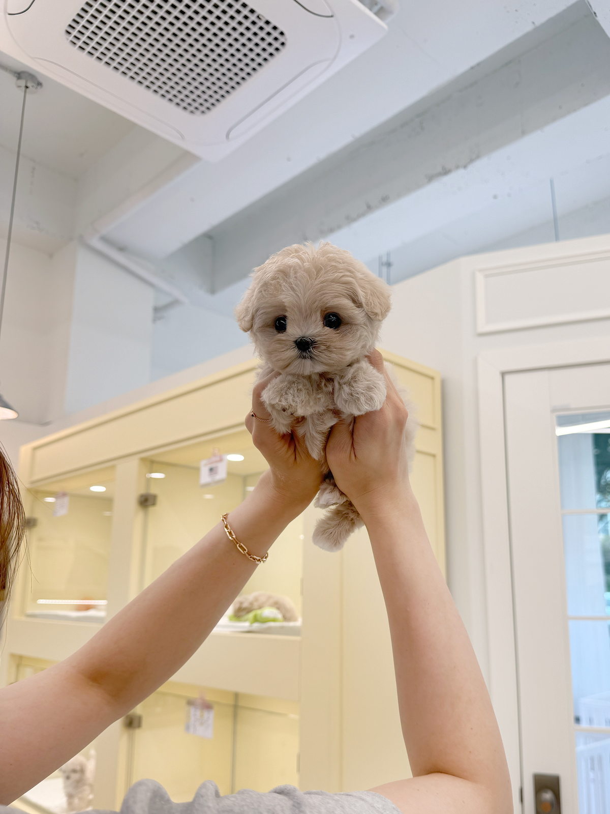 Maltipoo-Grace-F