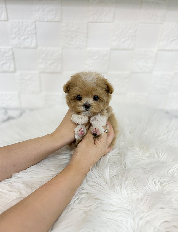 Maltepoo-Connie