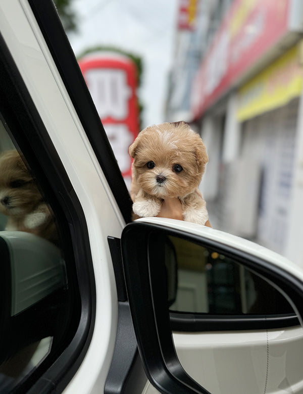 Maltepoo-Connie