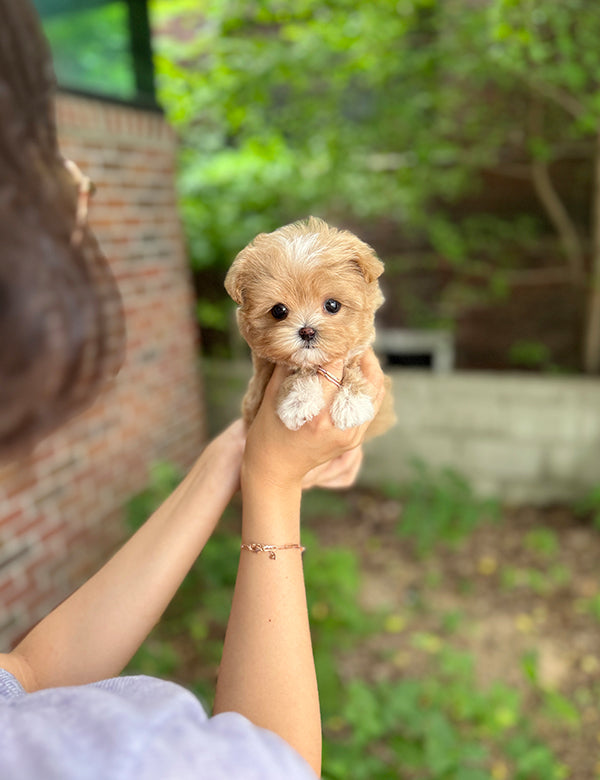 Maltepoo-Connie