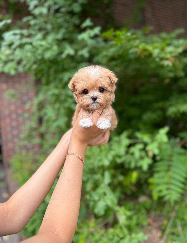 Maltepoo-Connie