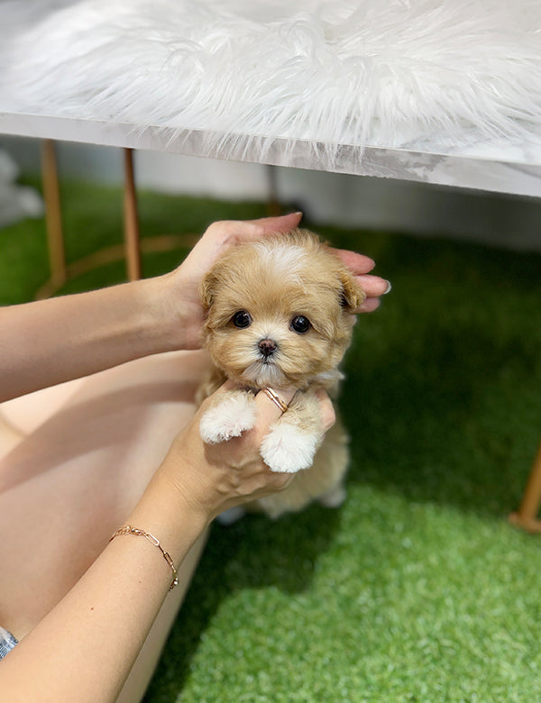 Maltepoo-Connie