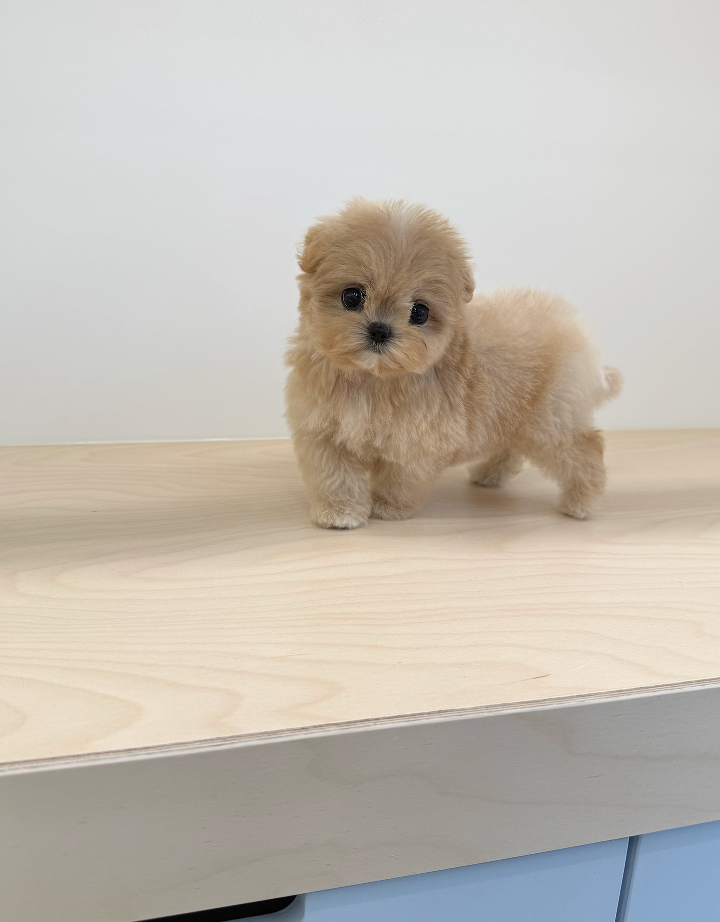 Maltipoo-Curie-F