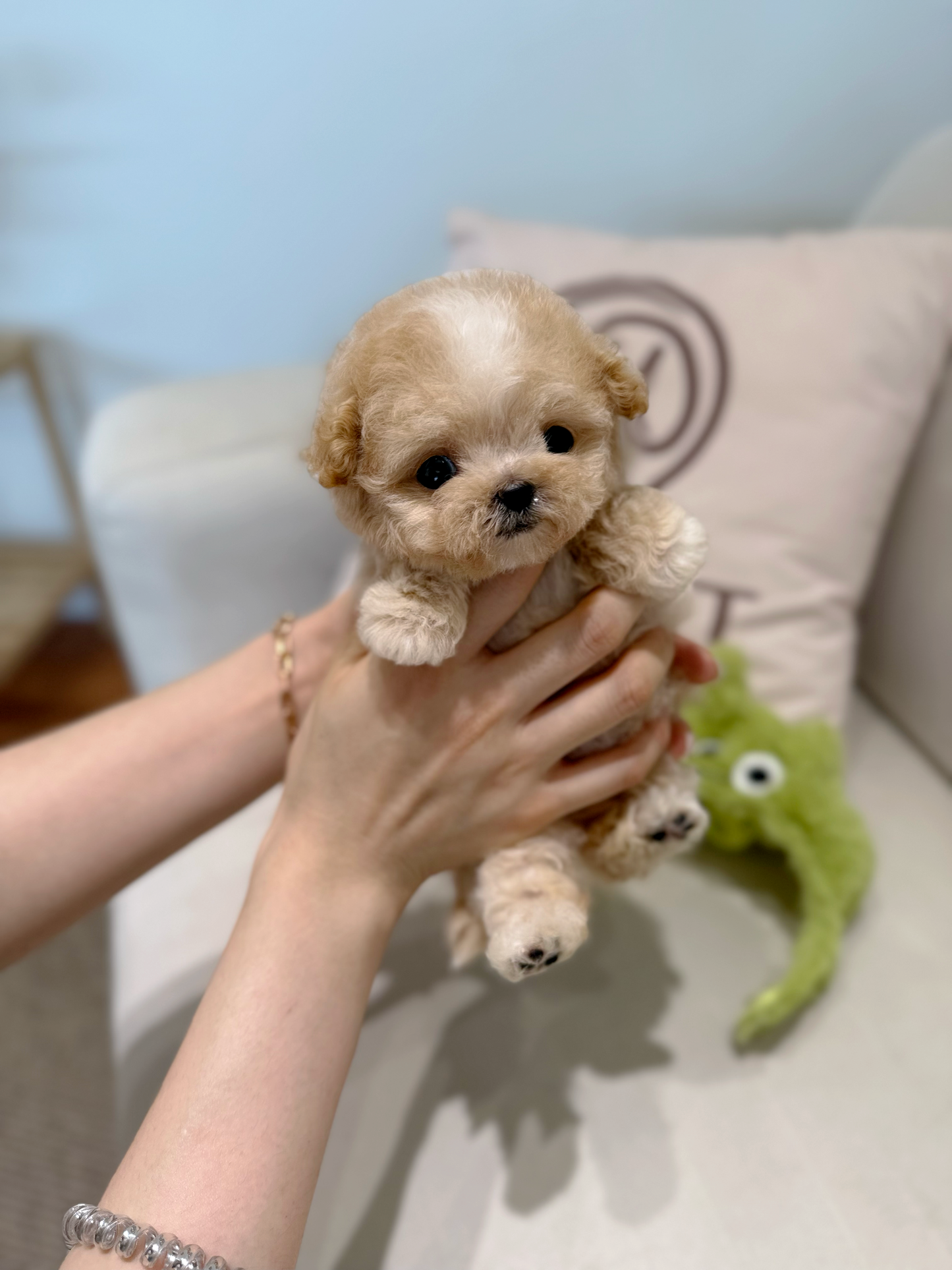 Maltipoo-Jully