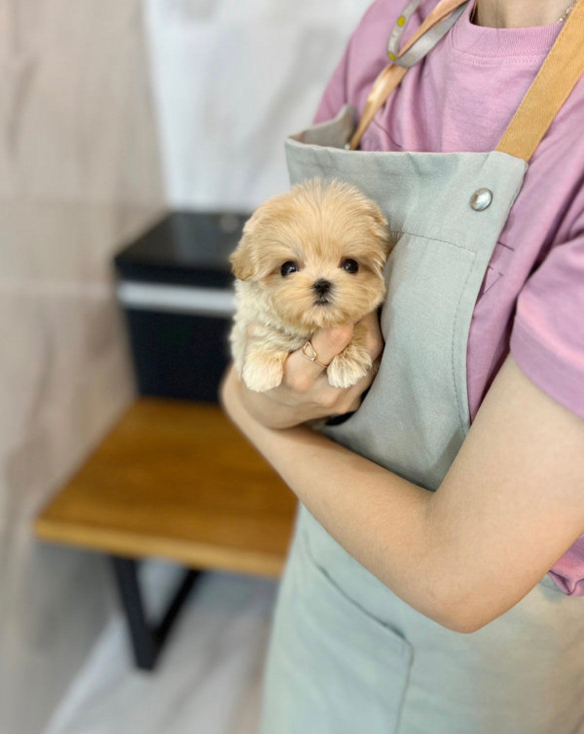 Maltipoo- Mari