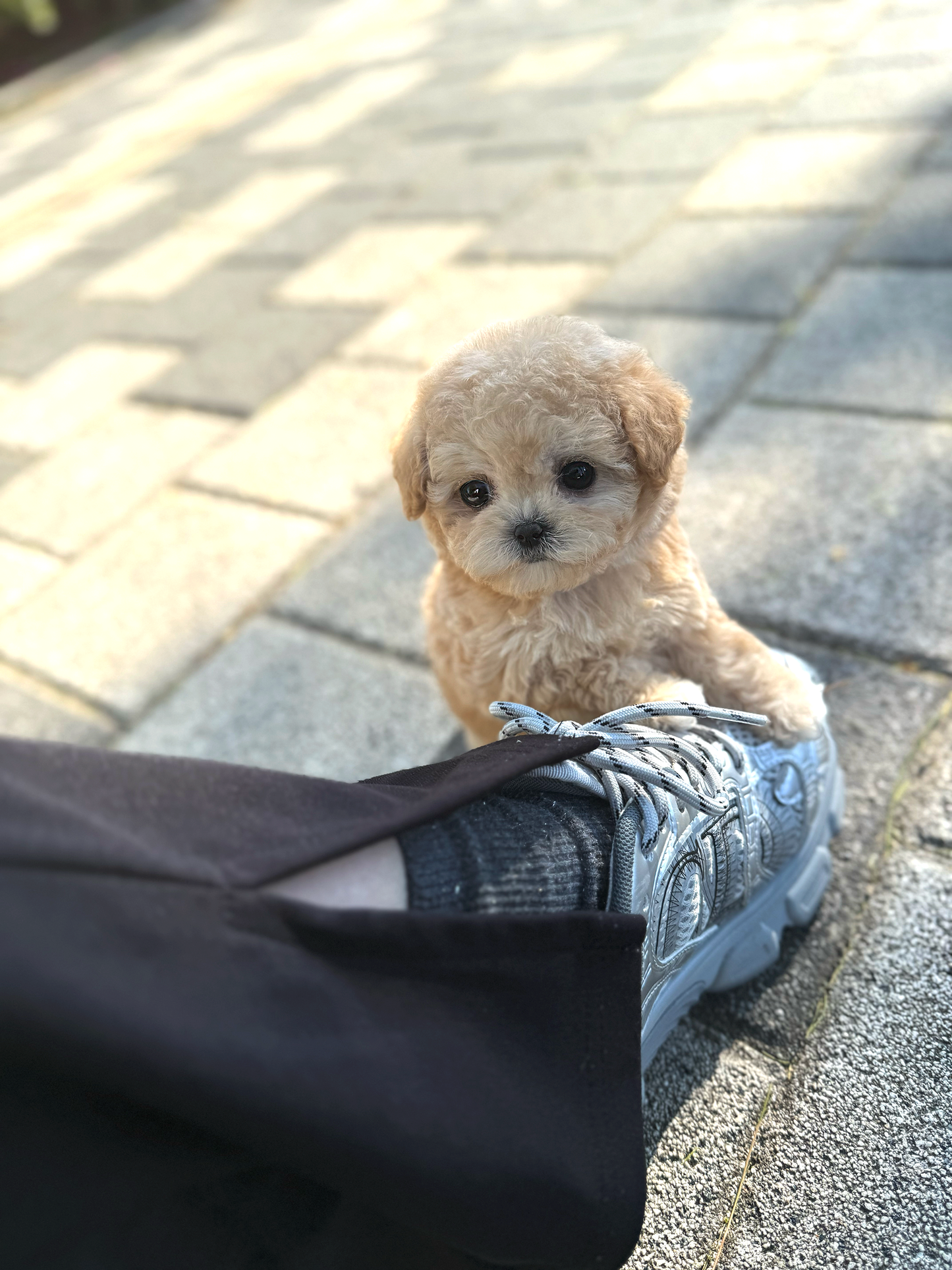 Maltipoo-Latte
