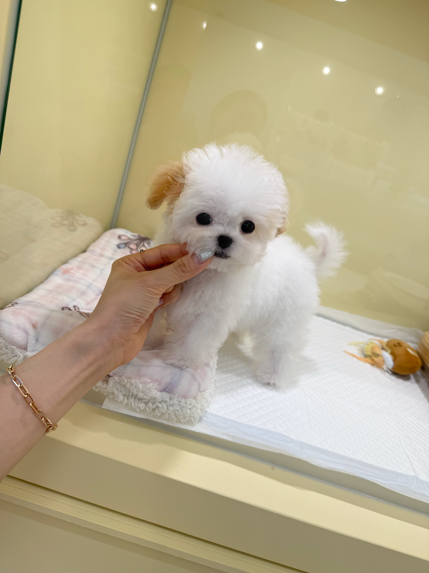 Maltipoo-Mandarin-F
