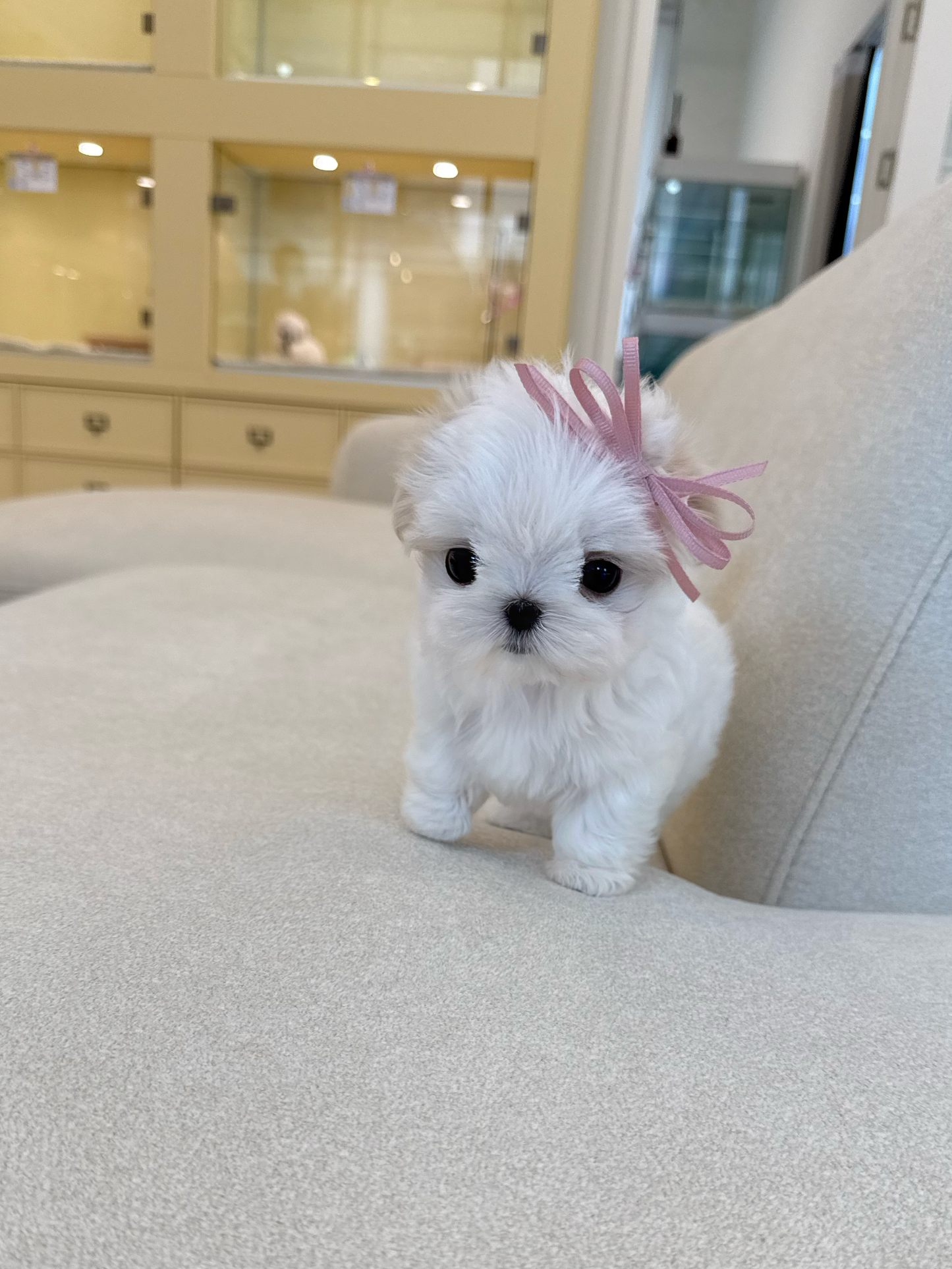 Maltese-Ellie-F