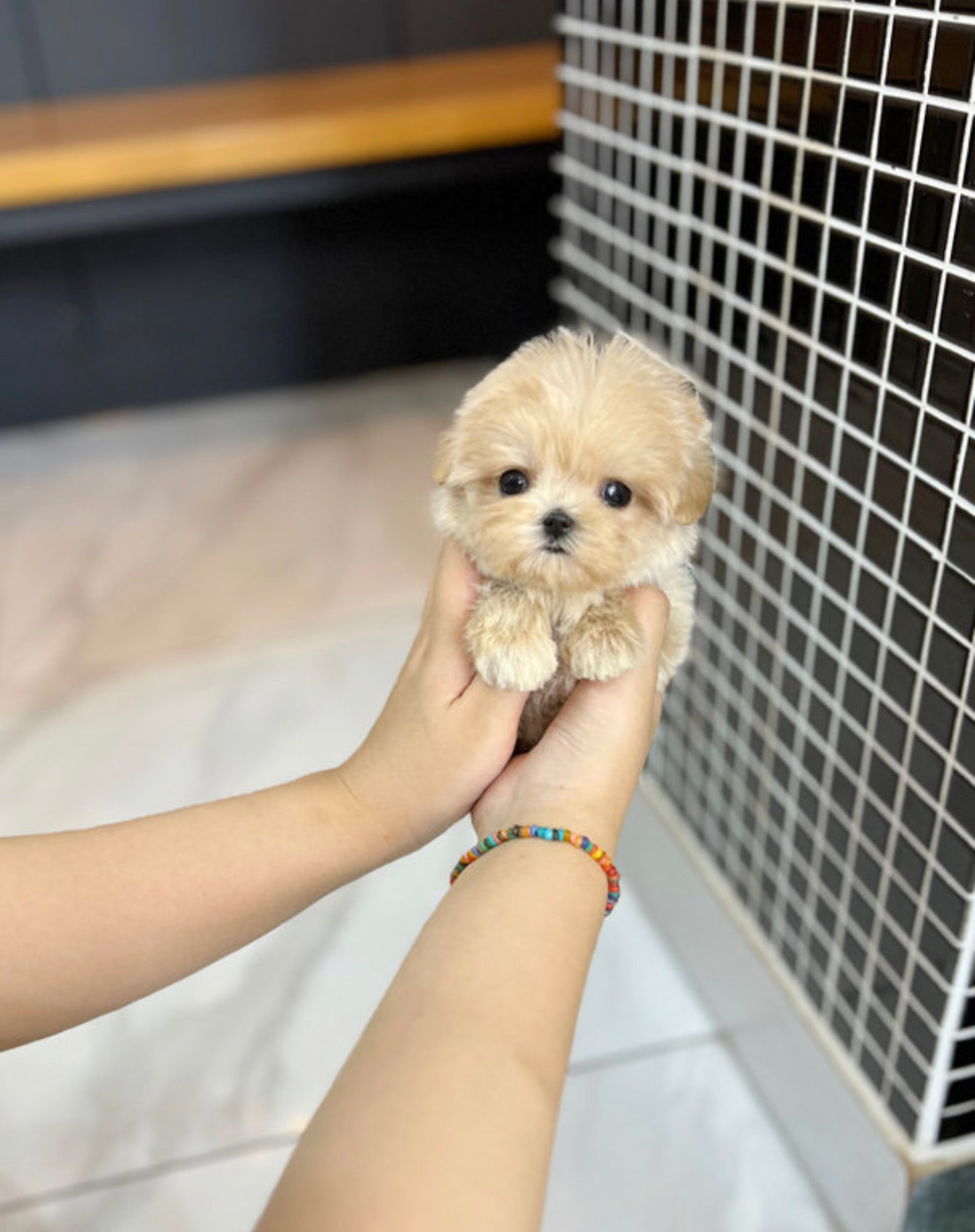 Maltipoo- Mari