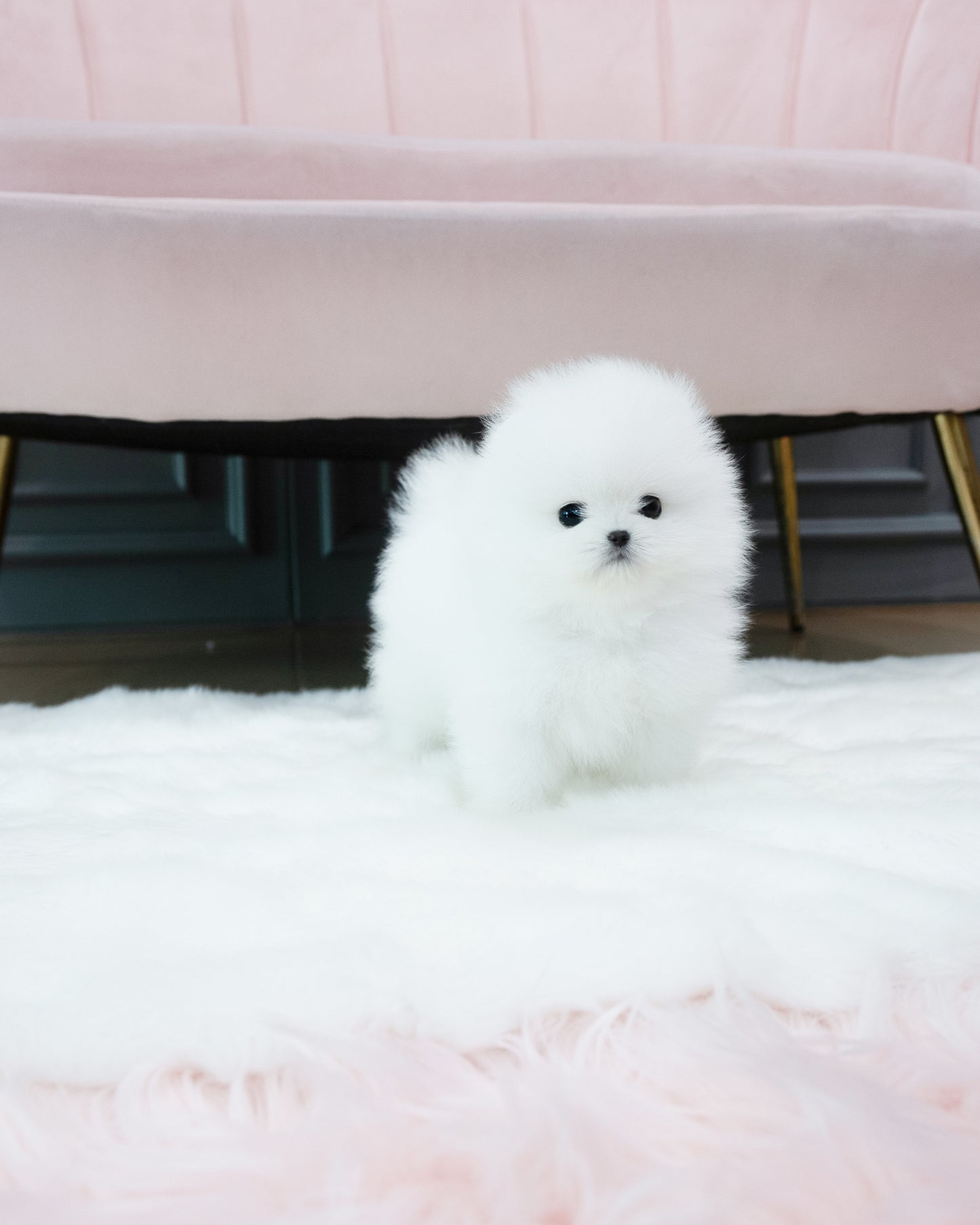 Pomeranian -Louie