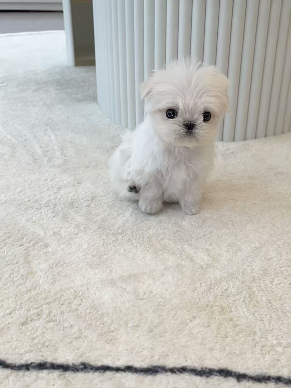 Maltese- Minnie